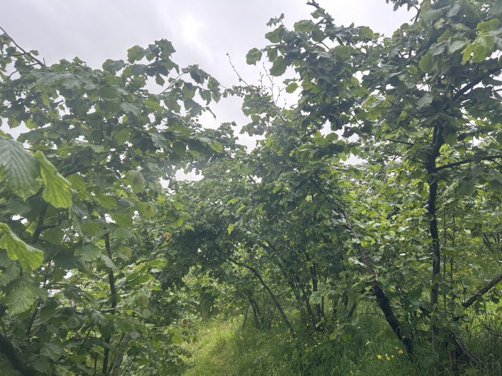 Giresun'lu başkan Şahin: "fındıkta Fiyat Spekülasyonu İçin Yüksek Rekolte Açıklanıyor"