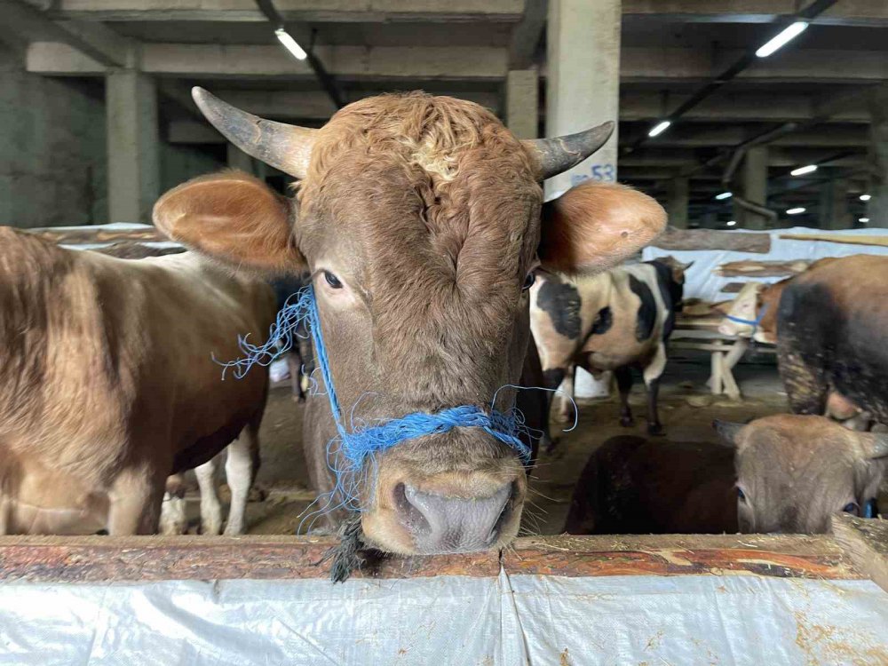 Kurban bayramı yaklaşırken Rize'de kurbanlık satışları başladı