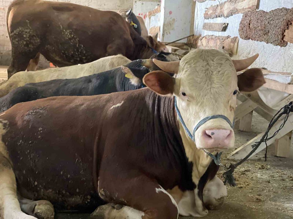 Kurban bayramı yaklaşırken Rize'de kurbanlık satışları başladı
