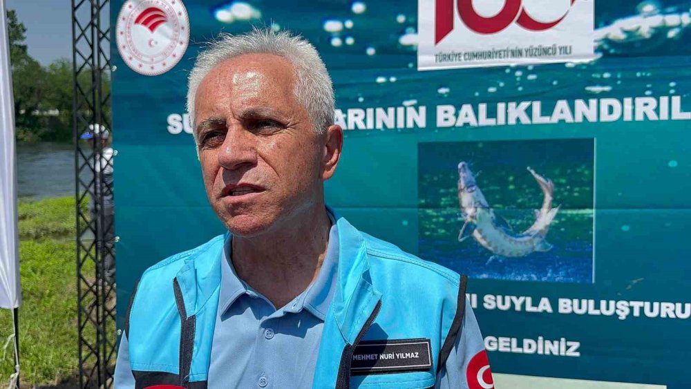 Samsun'da 5 bin mersin balığı salındı