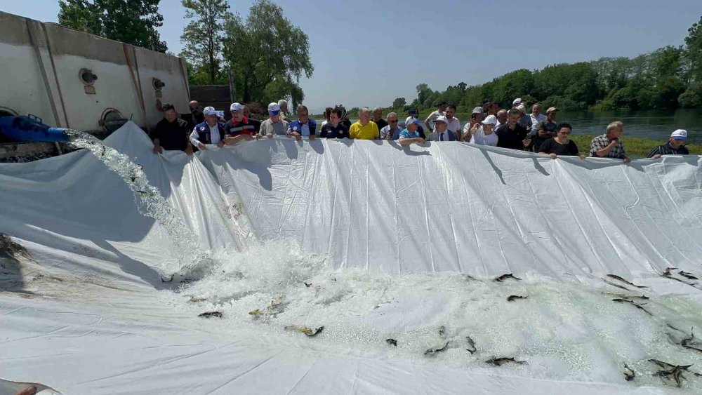 Samsun'da 5 bin mersin balığı salındı