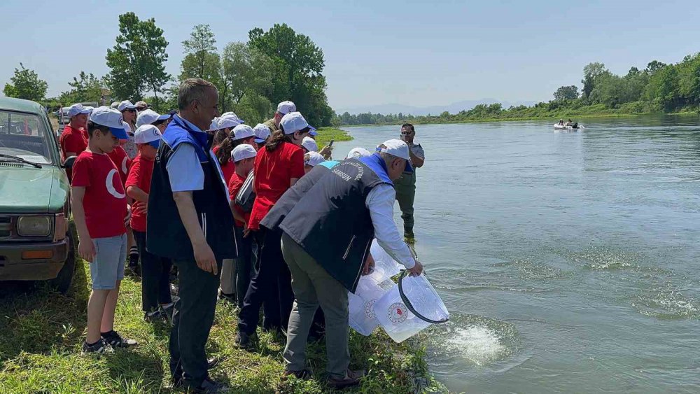Samsun'da 5 bin mersin balığı salındı