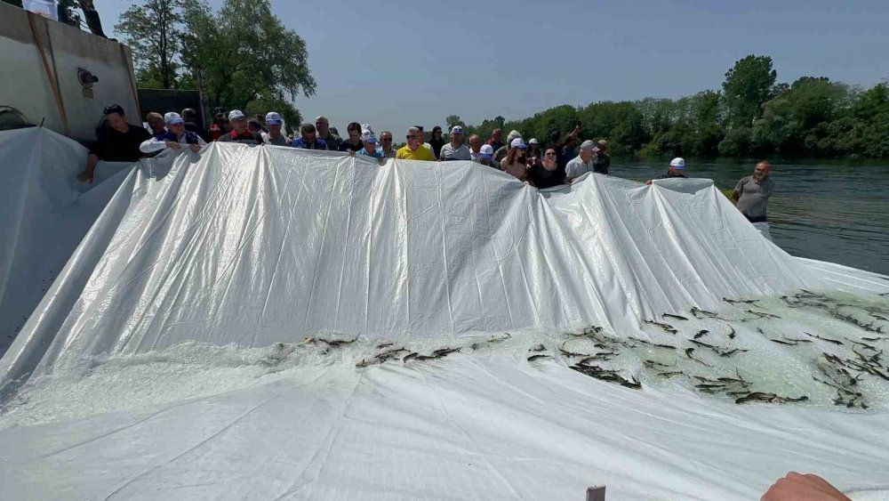 Samsun'da 5 bin mersin balığı salındı