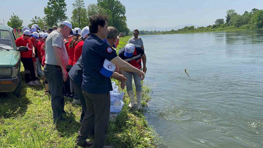 Samsun'da 5 bin mersin balığı salındı