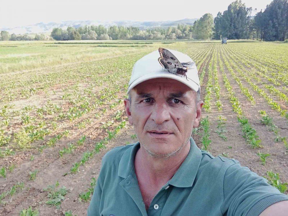 Tokat’ta 17 cm büyüklüğünde Dev Kelebek Görüntülendi