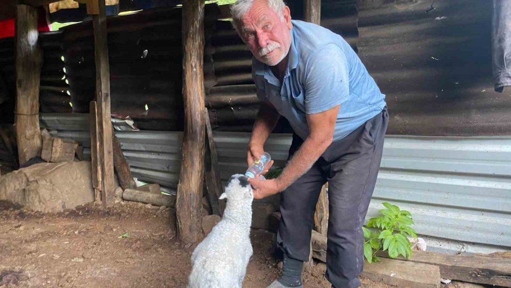Az görülen bir olay Artvin'de oldu , İkiz Doğan Kuzulara Çiftliğin İneği Annelik Yapıyor