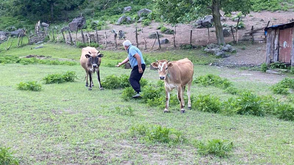 Az görülen bir olay Artvin'de oldu , İkiz Doğan Kuzulara Çiftliğin İneği Annelik Yapıyor
