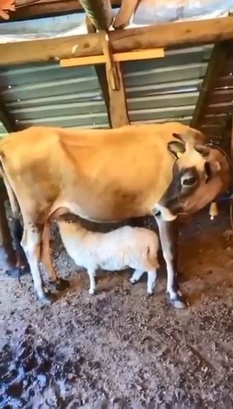 Az görülen bir olay Artvin'de oldu , İkiz Doğan Kuzulara Çiftliğin İneği Annelik Yapıyor