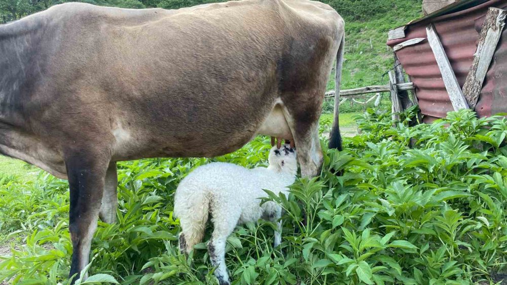 Az görülen bir olay Artvin'de oldu , İkiz Doğan Kuzulara Çiftliğin İneği Annelik Yapıyor