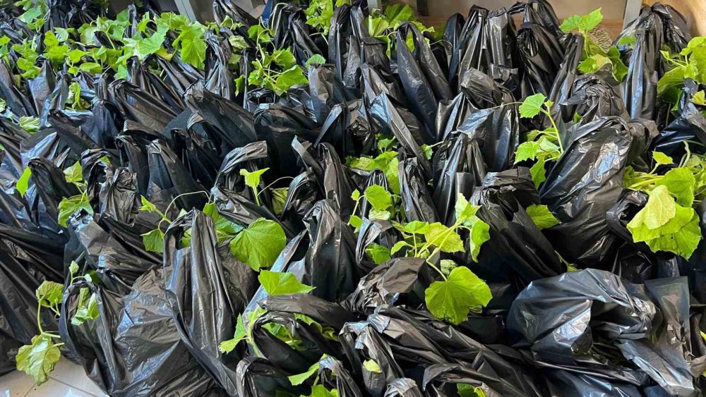 Rize'de bir ilçede 1500 ücretsiz fide dağıtıldı