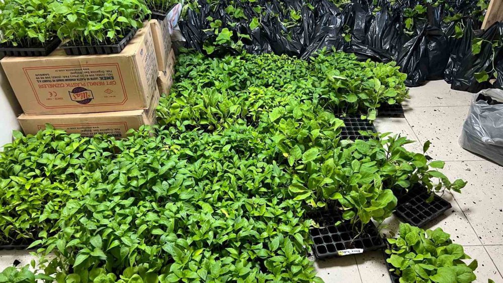Rize'de bir ilçede 1500 ücretsiz fide dağıtıldı
