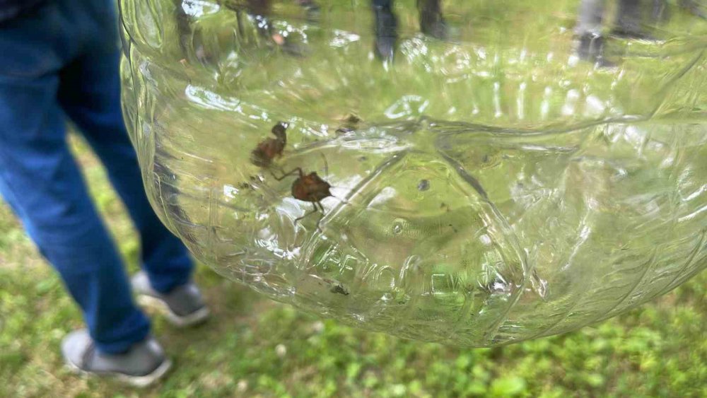 Rize'de Kahverengi Kokarca İle Mücadele İçin Doğaya Samuray Arıcıkları Salındı