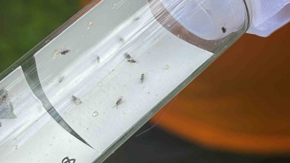 Rize'de Kahverengi Kokarca İle Mücadele İçin Doğaya Samuray Arıcıkları Salındı