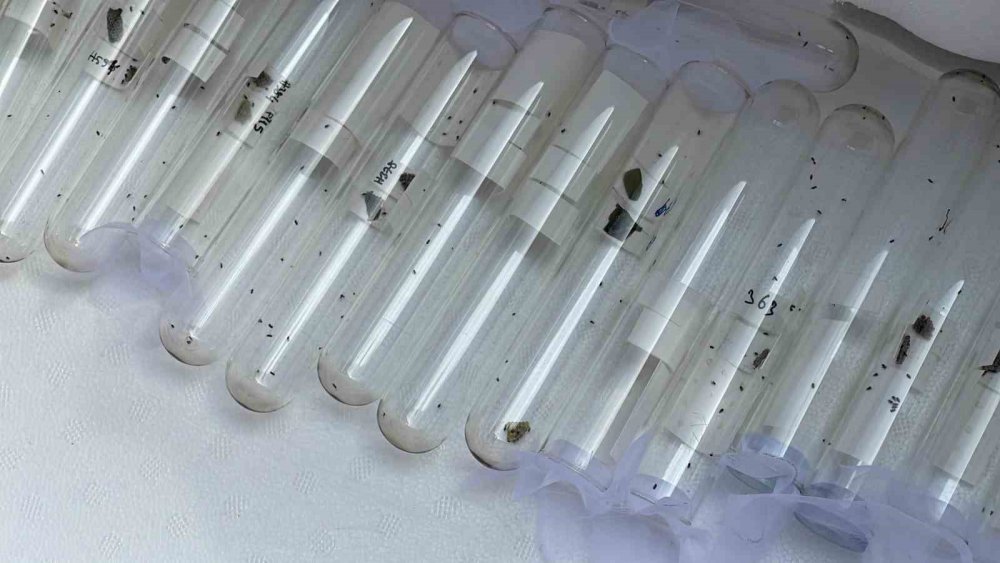 Rize'de Kahverengi Kokarca İle Mücadele İçin Doğaya Samuray Arıcıkları Salındı