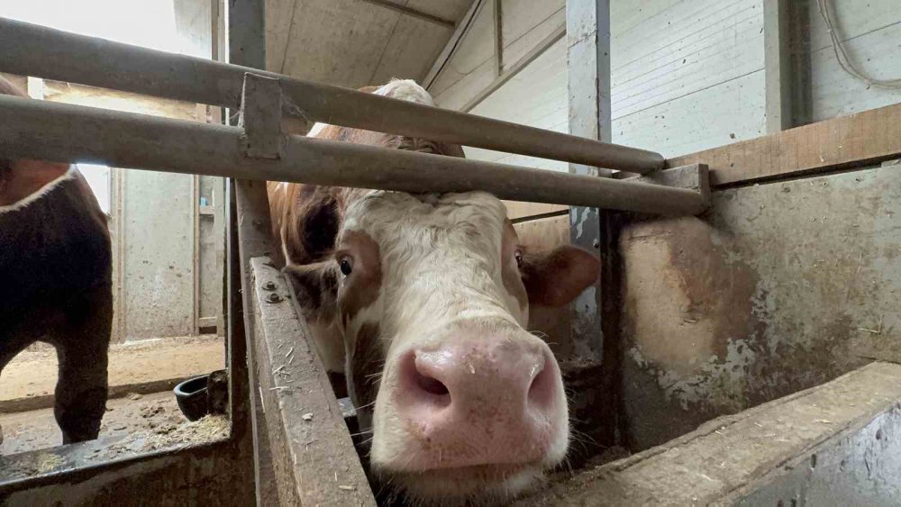 1 Tonluk Dana 200 Bin Liraya Satıldı: "bizi Biraz Yoracak"