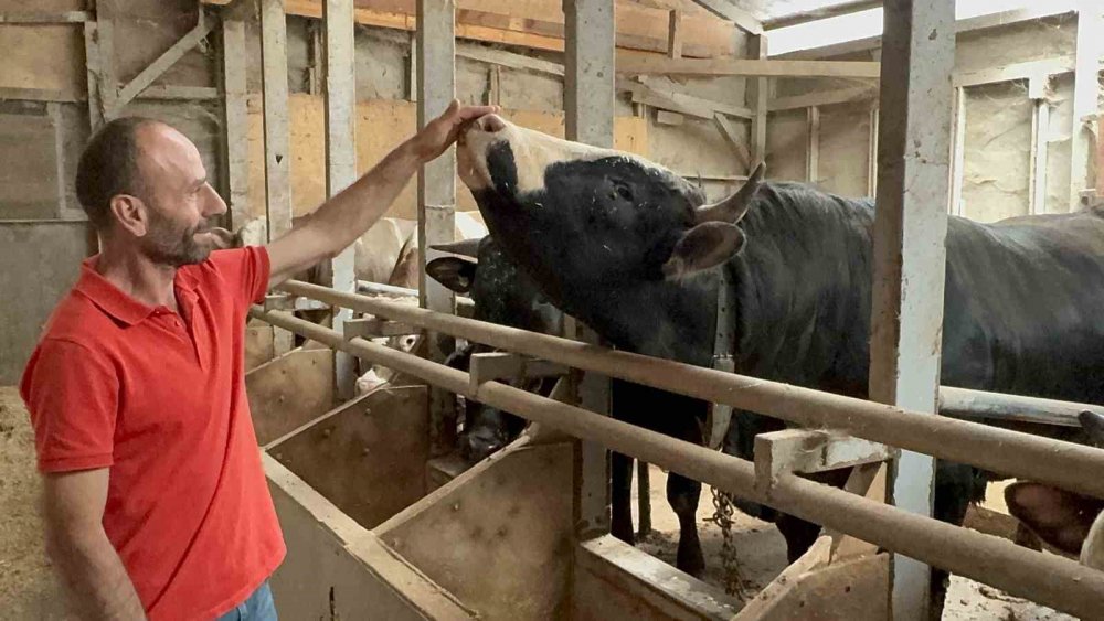 1 Tonluk Dana 200 Bin Liraya Satıldı: "bizi Biraz Yoracak"