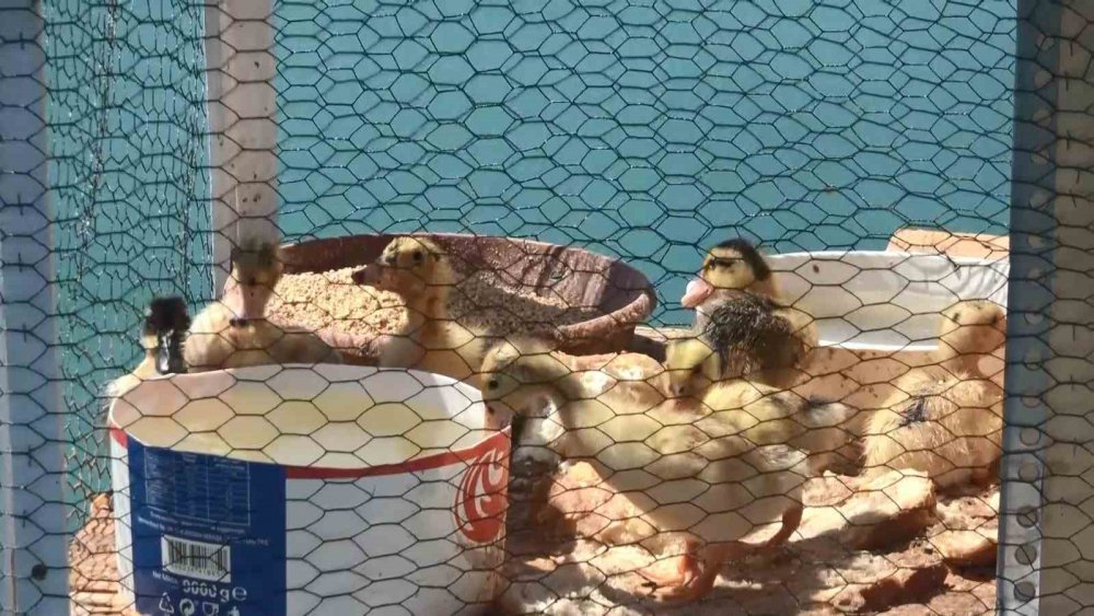 Karadenizli yine yaptı yapacağını , denizin ortasında yüzen kümes yaptılar