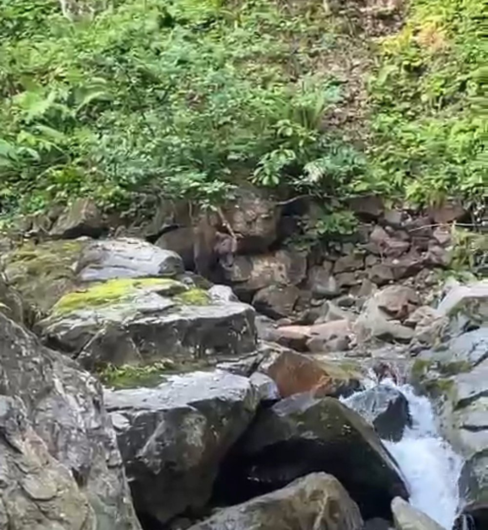 Rize'de derede balık tutmaya giden vatandaş Ayı ile karşılaştı