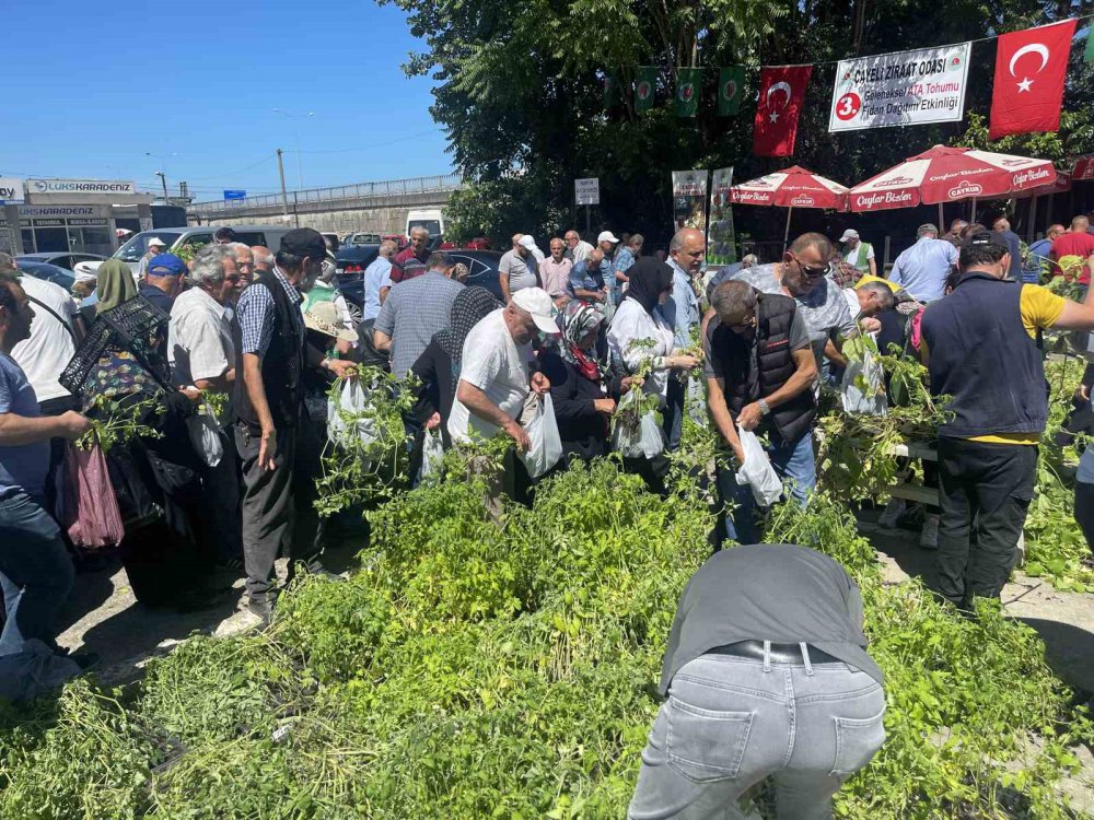 Rize’de Ata Tohumlarından Üretilen 40 Bin Sebze Fidanı Vatandaşlara Dağıtıldı