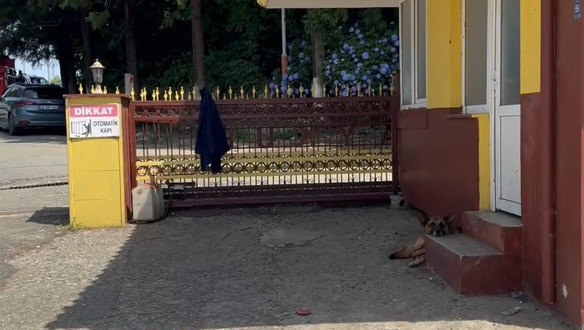 Rize'de ilginç olay , yavruyu kovalayan köpekler şaştı kaldı
