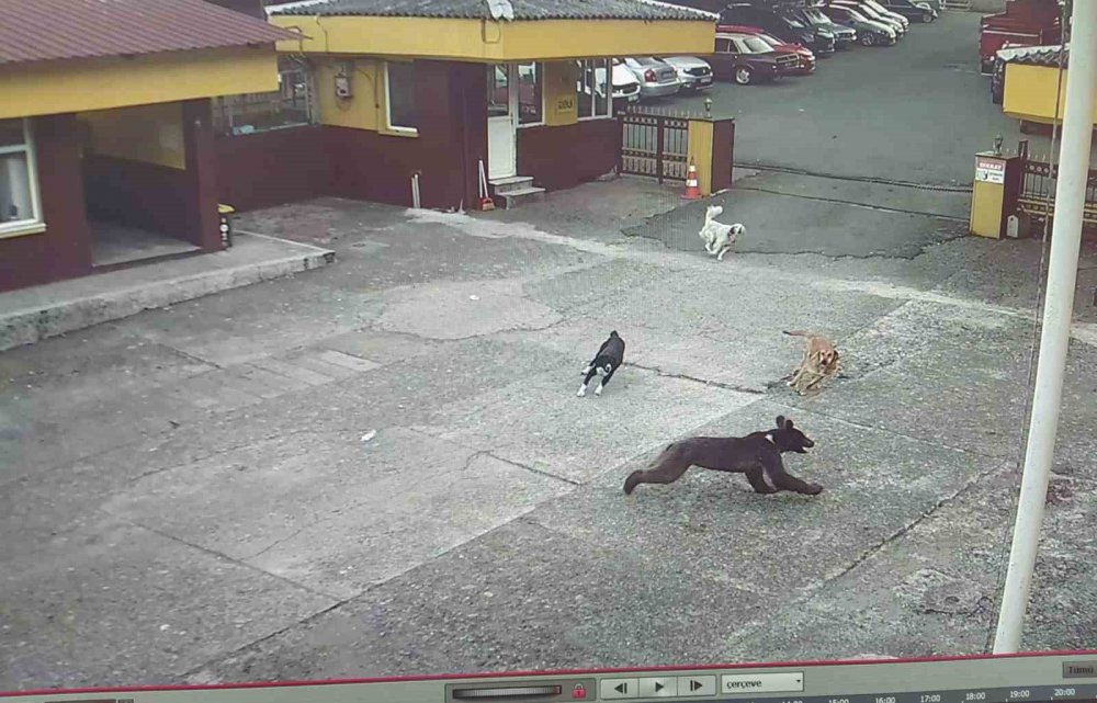 Rize'de ilginç olay , yavruyu kovalayan köpekler şaştı kaldı