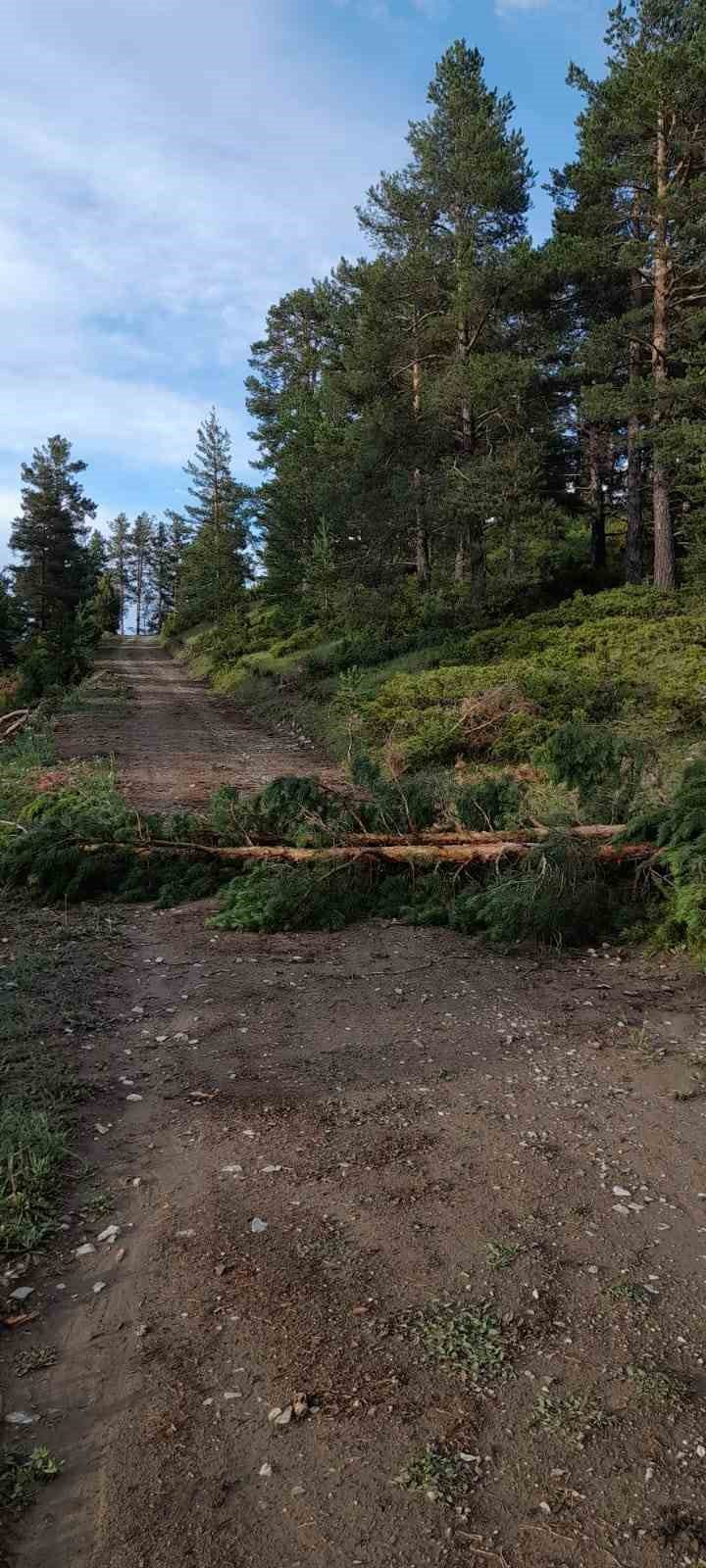 Erzurum’da Düşen Yıldırım Ağacı İki Böldü