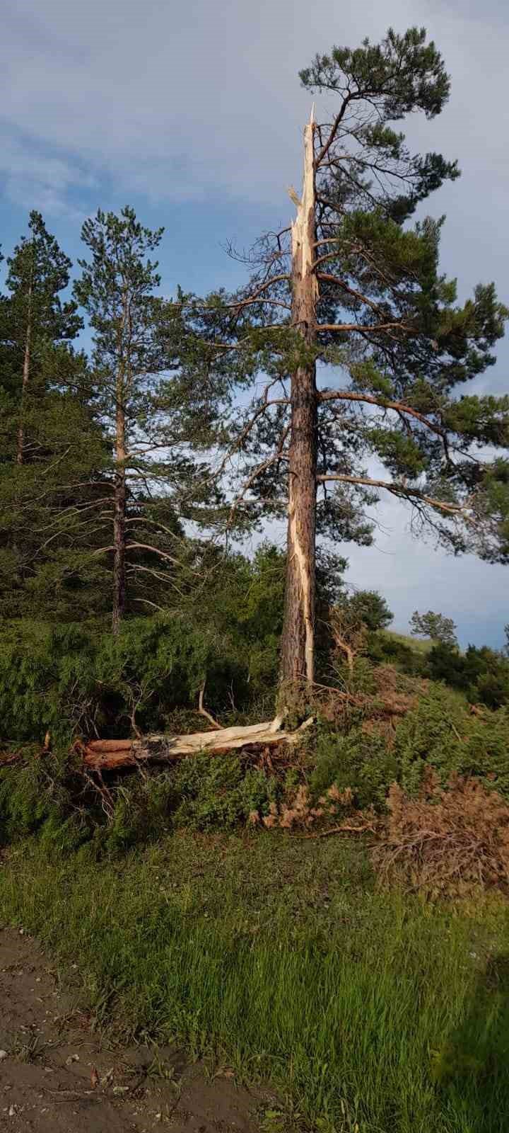 Erzurum’da Düşen Yıldırım Ağacı İki Böldü