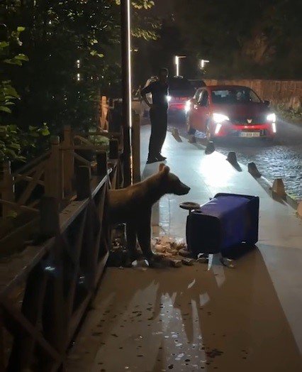 Aç Kalan Yavru Ayı Uzungöl’e İndi, Görüntülemek İçin Turistler Sıraya Girdi