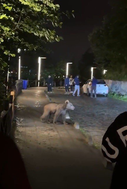 Aç Kalan Yavru Ayı Uzungöl’e İndi, Görüntülemek İçin Turistler Sıraya Girdi