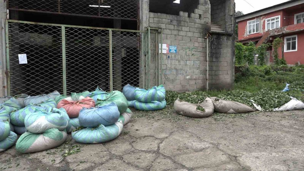 Rizeliler hastanede yatan hastanın çay'ını imece usulü topladı