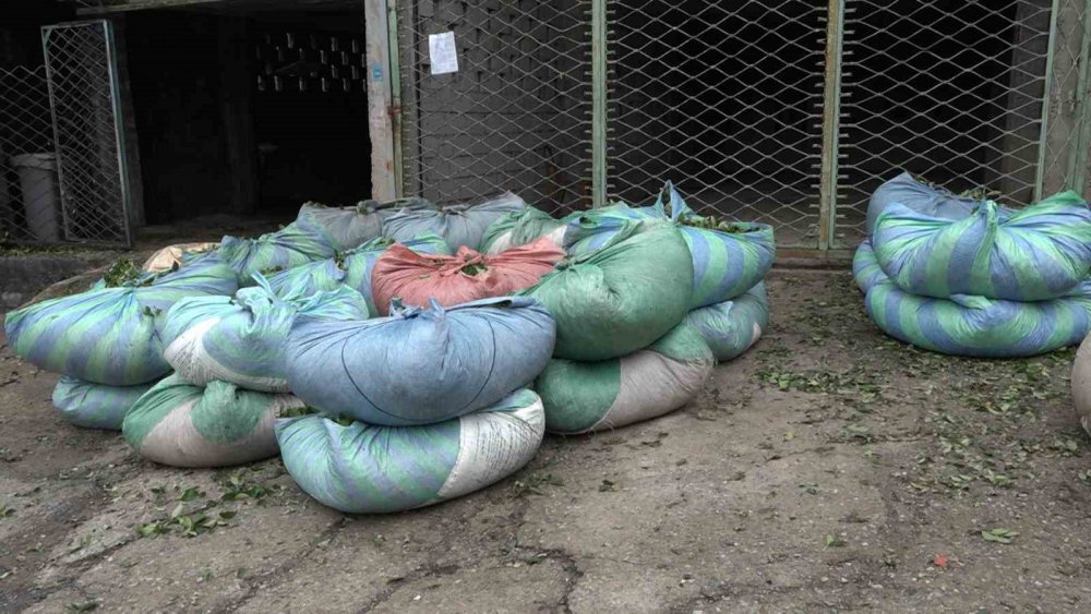 Rizeliler hastanede yatan hastanın çay'ını imece usulü topladı