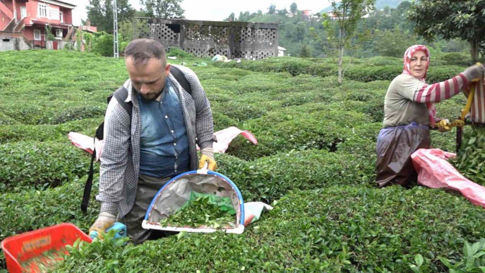 Rizeliler hastanede yatan hastanın çay'ını imece usulü topladı