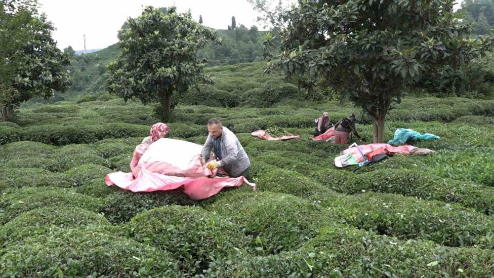 Rizeliler hastanede yatan hastanın çay'ını imece usulü topladı
