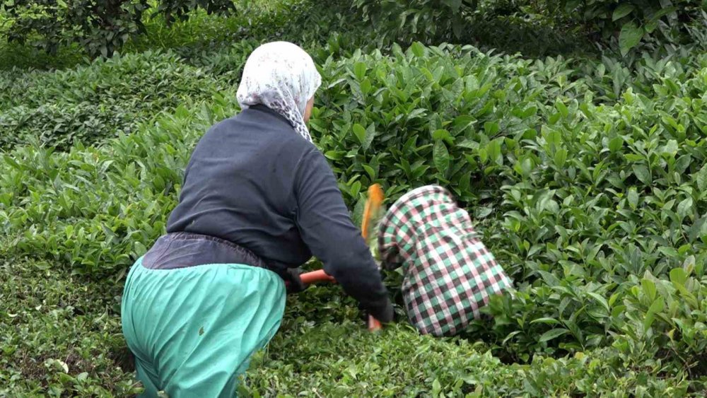 Rizeliler hastanede yatan hastanın çay'ını imece usulü topladı