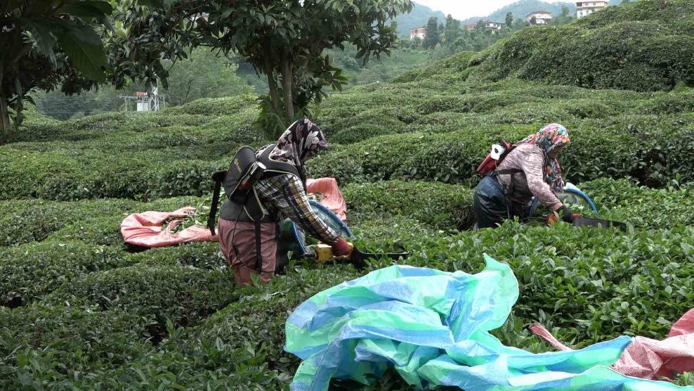 Elektrikli çay kesme motoru her şeyi altüst etti