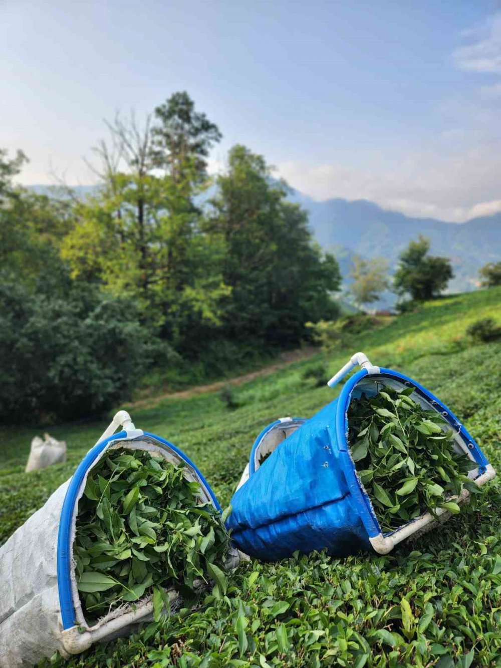 Elektrikli çay kesme motoru her şeyi altüst etti