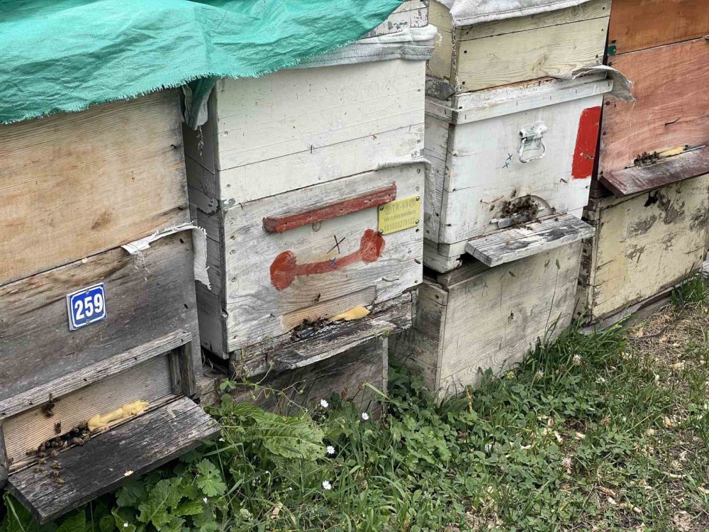 Dünyaca Ünlü Anzer Balı’nın Bu Yıl Kilogram Satış Fiyatı Belli Oldu