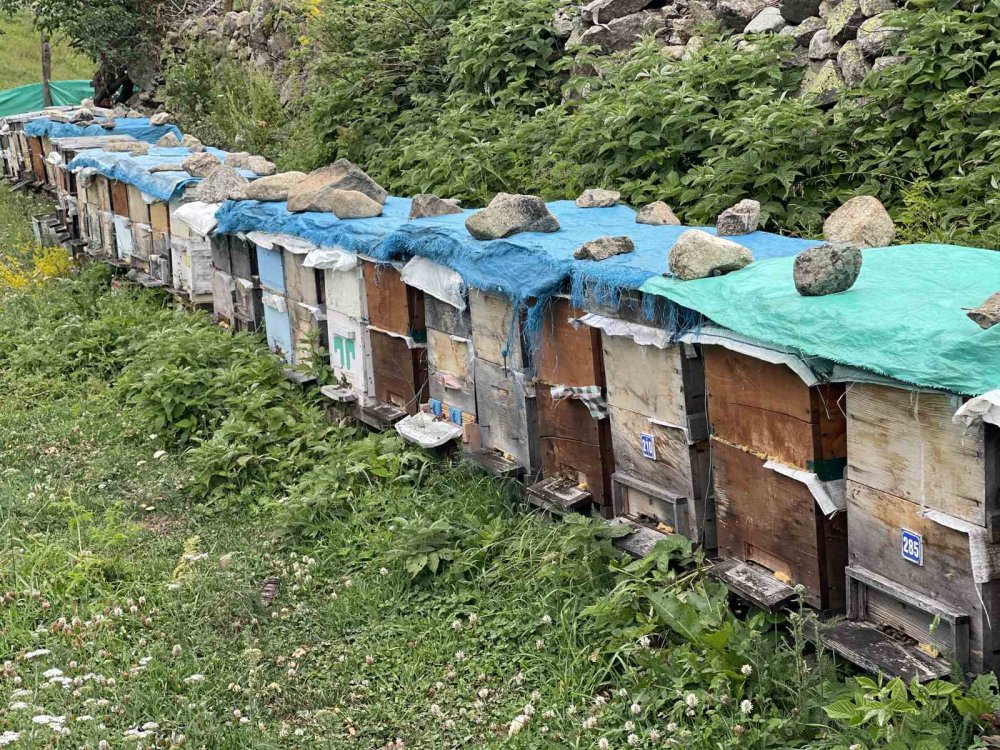 Dünyaca Ünlü Anzer Balı’nın Bu Yıl Kilogram Satış Fiyatı Belli Oldu