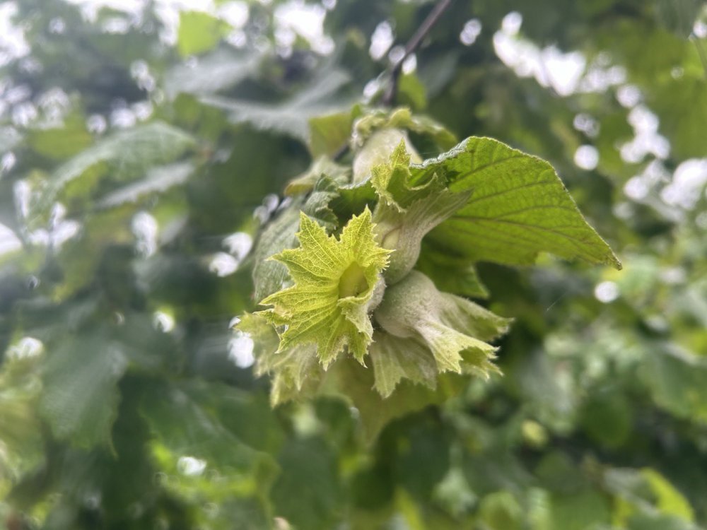 Fındıkta hem düşüş var hemde yükselme ? Bakın hangi bölgeler