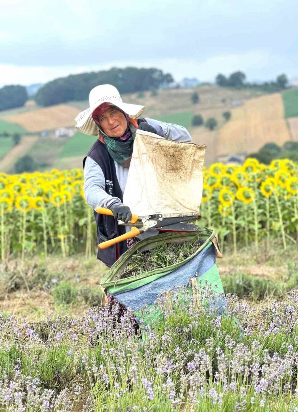 Kocaeli’de Mor Tarlalarda Lavanta Hasadı Başladı