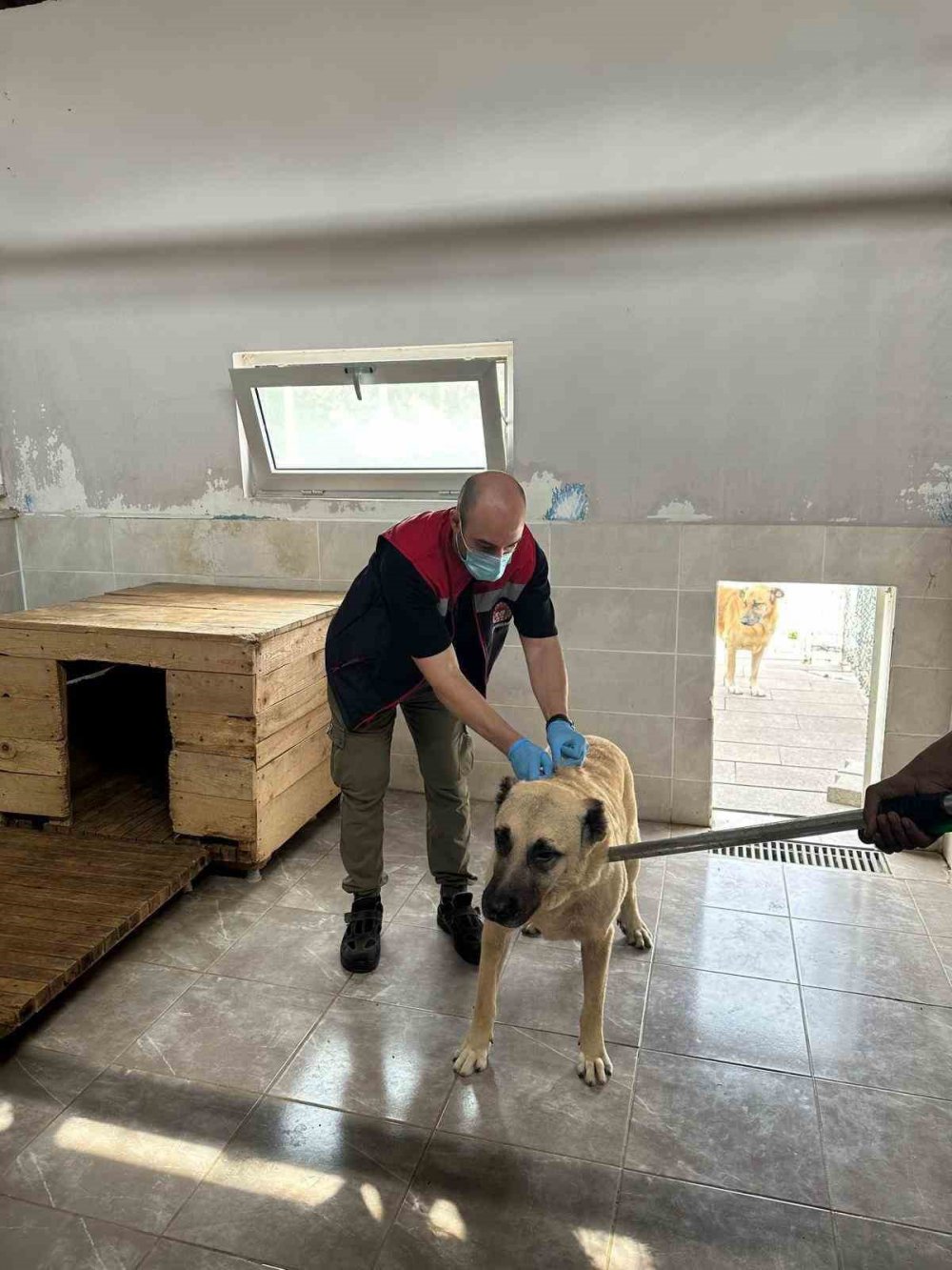 Artvin’de Kuduz Tehlikesi ,Sahipsiz köpeğin ısırdığı mahallede kısıtlama