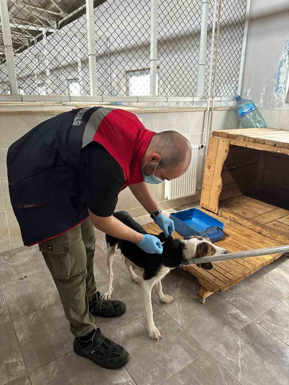 Artvin’de Kuduz Tehlikesi ,Sahipsiz köpeğin ısırdığı mahallede kısıtlama