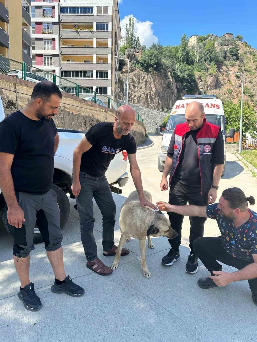 Artvin’de Kuduz Tehlikesi ,Sahipsiz köpeğin ısırdığı mahallede kısıtlama
