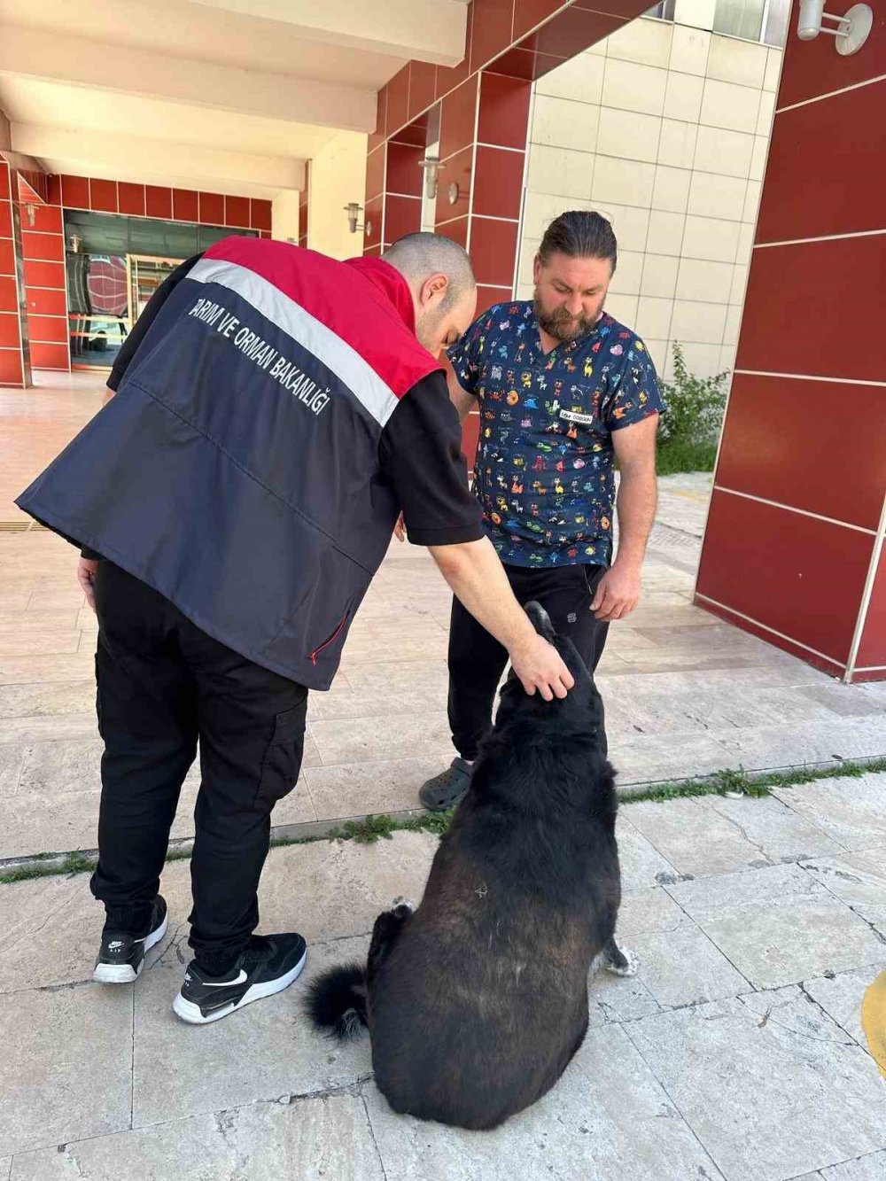 Artvin’de Kuduz Tehlikesi ,Sahipsiz köpeğin ısırdığı mahallede kısıtlama