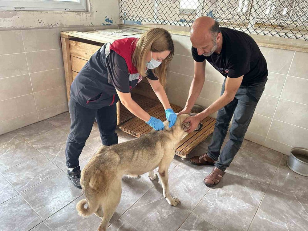 Artvin’de Kuduz Tehlikesi ,Sahipsiz köpeğin ısırdığı mahallede kısıtlama