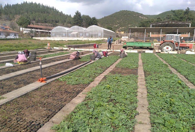 Samsun’da Yılda 134 Türde Üretilen 10 Milyon Fidan Türkiye’yi Yeşillendiriyor