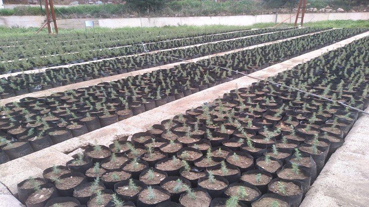 Samsun’da Yılda 134 Türde Üretilen 10 Milyon Fidan Türkiye’yi Yeşillendiriyor