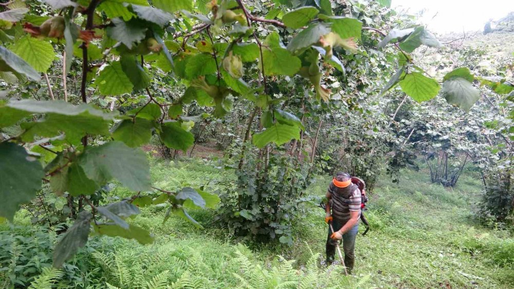 Giresun’da Fındık Üreticilerinin Yaklaşan Hasat Öncesi Bahçe Temizliği Mesaisi Başladı
