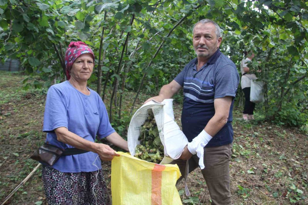 Ordu’da Fındık Hasadı Başladı