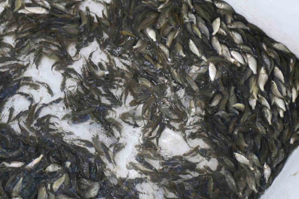 Çorum’da Baraj Ve Sulama Göletlerine 1 Milyon 215 Bin Yavru Balık Salındı